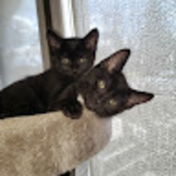 Meet your Posher, Randi - Picture 1 of 1